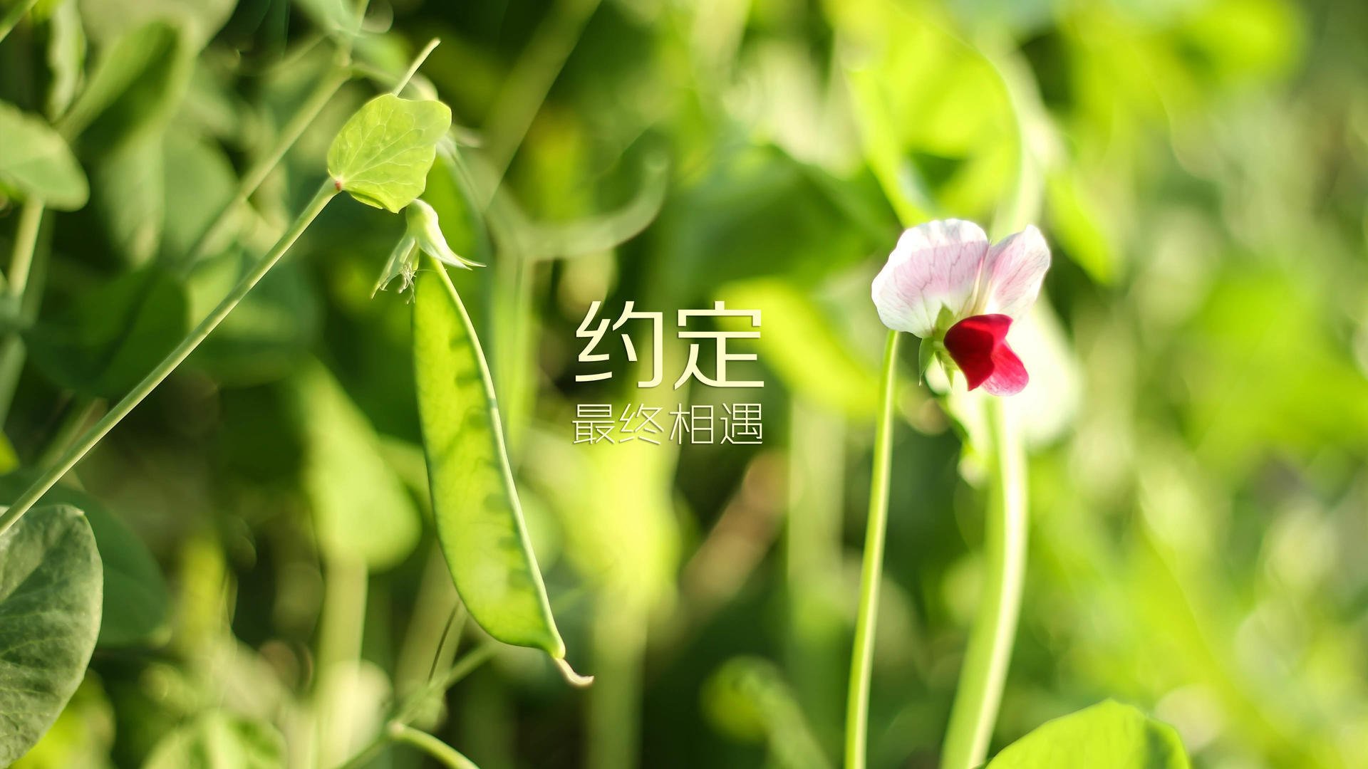 激烈对决：强强对话，胜利者唯有实力，激烈的决斗随处可见.jpg