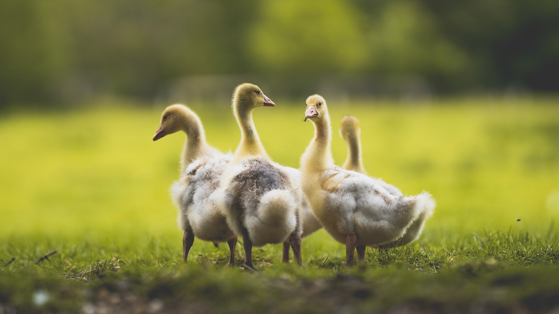 美国队如何在国际乒联混合团体世界杯中提升比赛表现，美国乒乓球世锦赛