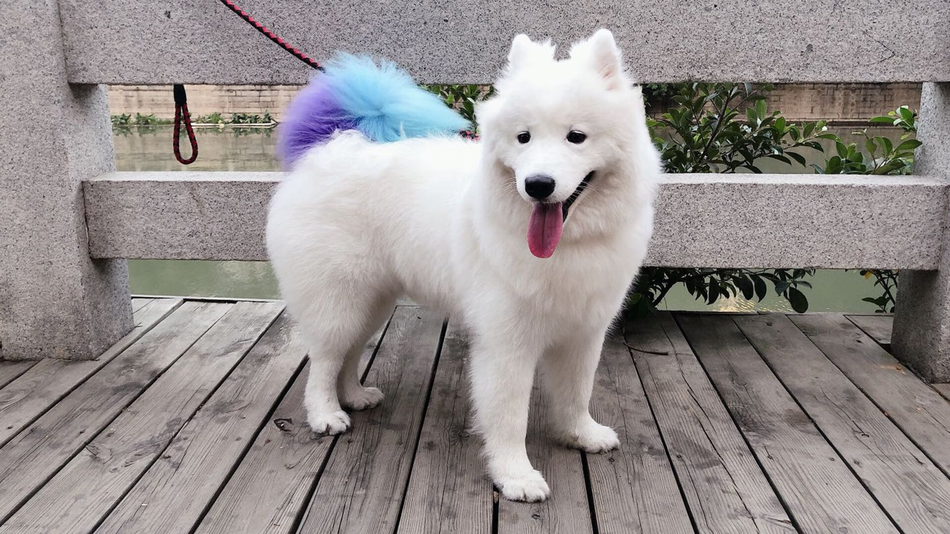 熊猫体育全站-张雨霏跳水技巧助力蝶泳发挥，张雨霏蝶泳实力