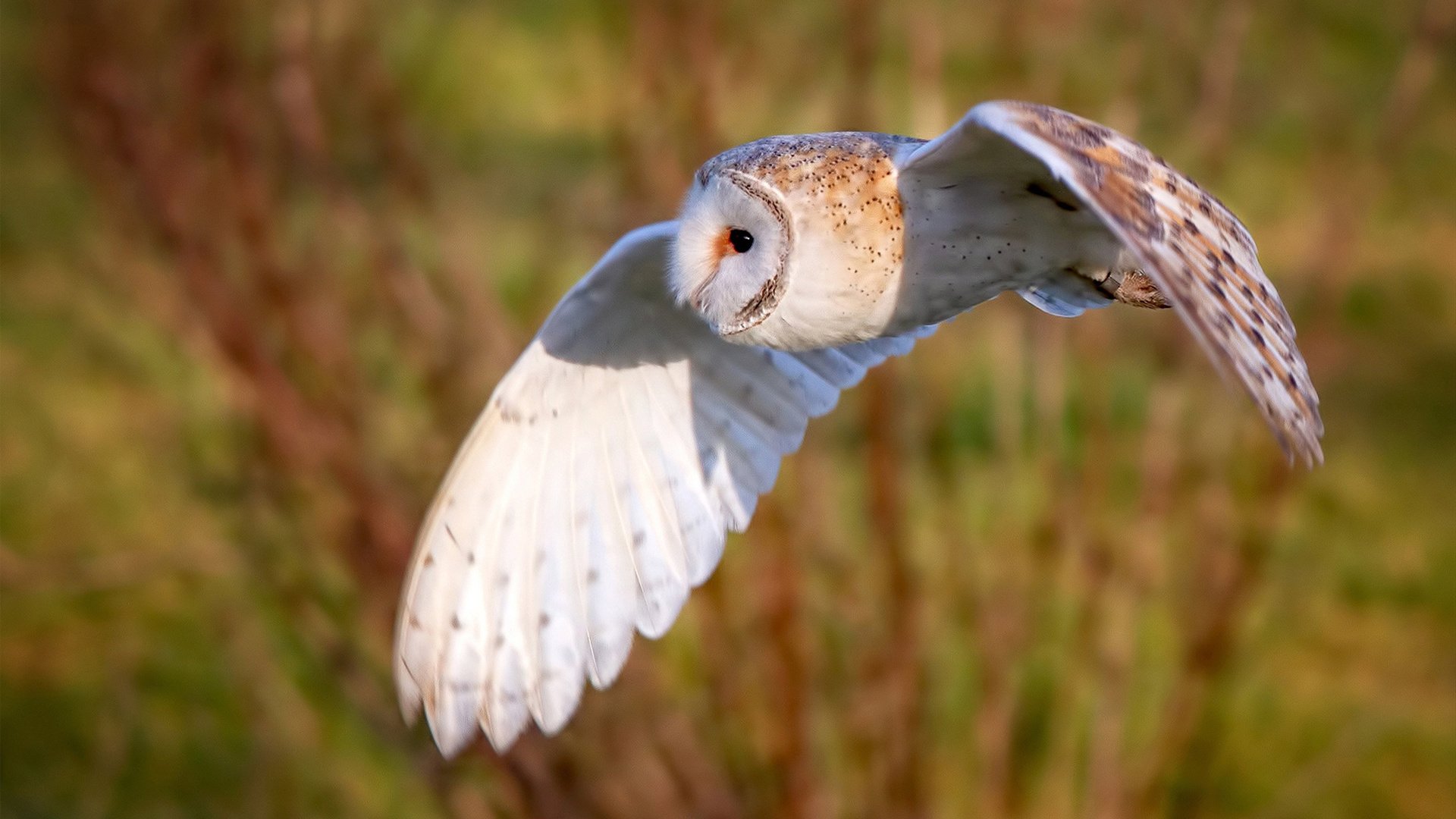 浓眉抢断致胜湖人带动全队节奏，湖人浓眉打什么位置