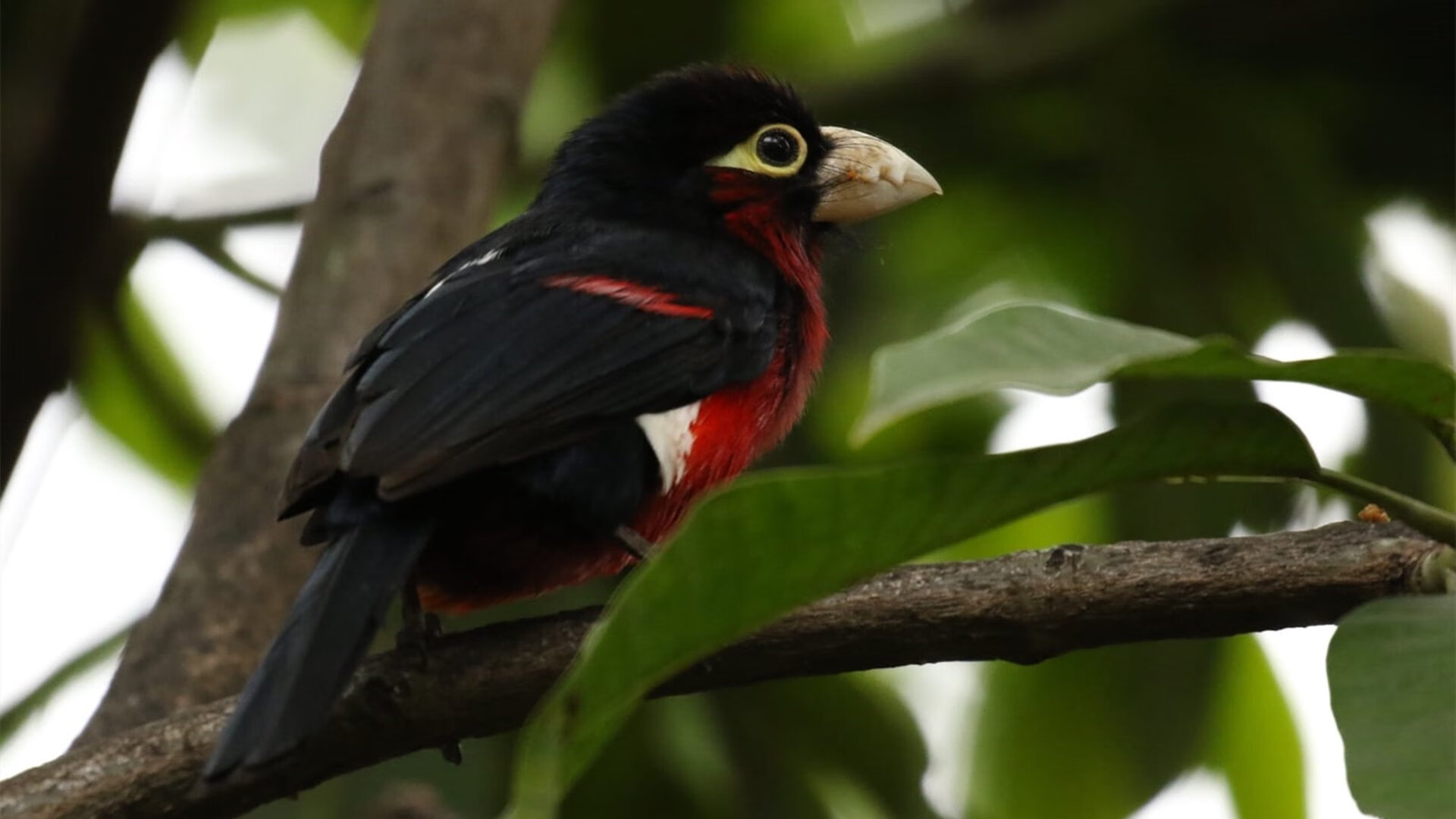 熊猫体育在线官网-英超冲刺猛攻：最后时刻的精彩奇迹！，英超火爆