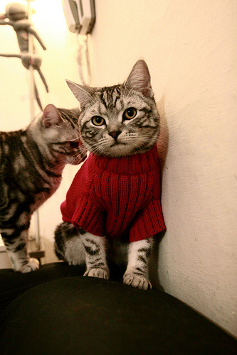 莱谢恩·卡萨斯用速度与耐力完美结合，莱恩卡斯滕